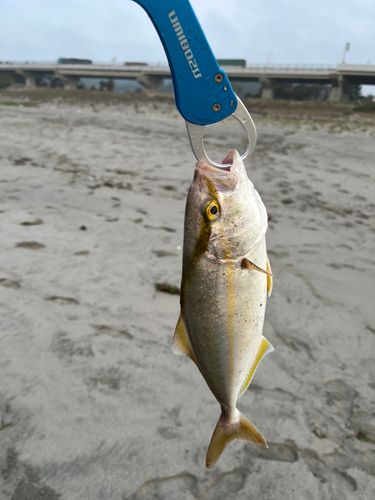 ショゴの釣果