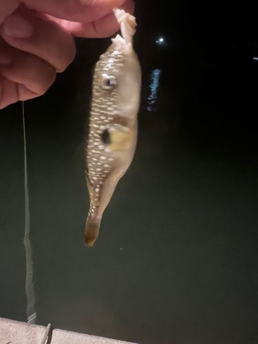 クサフグの釣果