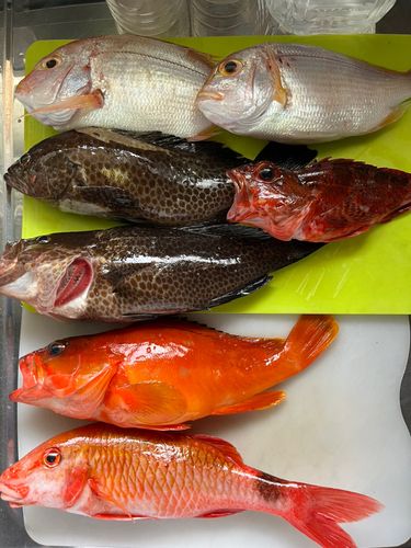 オオモンハタの釣果