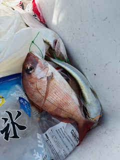 マダイの釣果