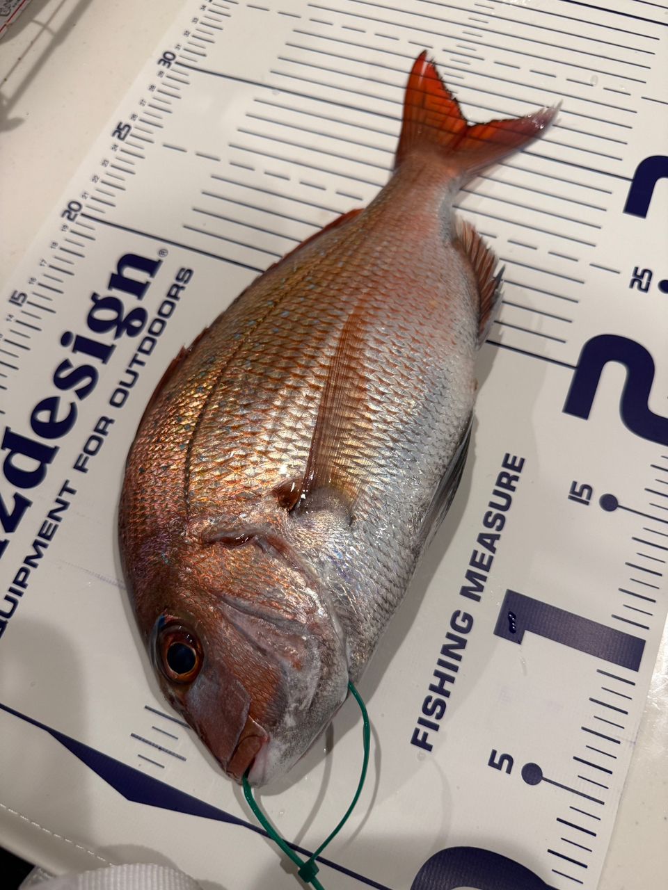 k1mrwoooonderさんの釣果 2枚目の画像