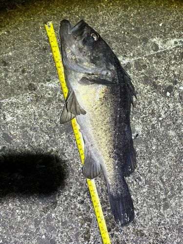 クロソイの釣果