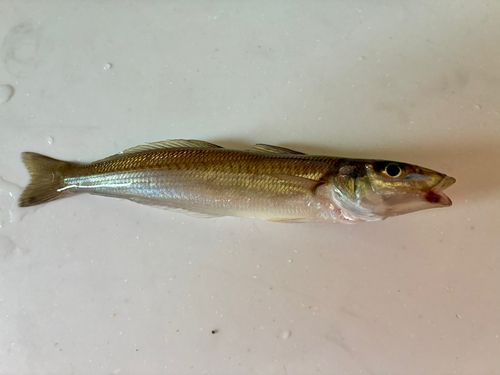 キスの釣果