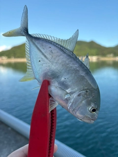 ヒラアジの釣果