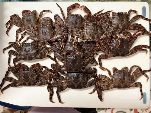 カニの釣果