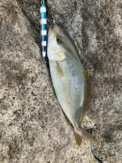 ショゴの釣果