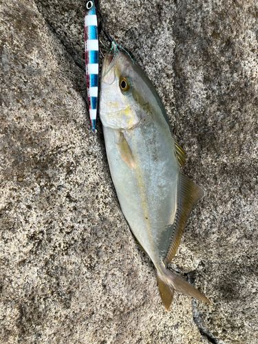 ショゴの釣果