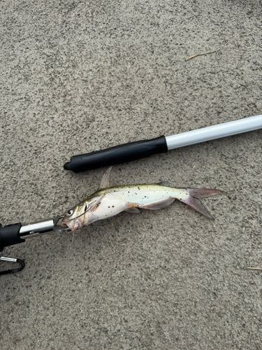 ナマズの釣果