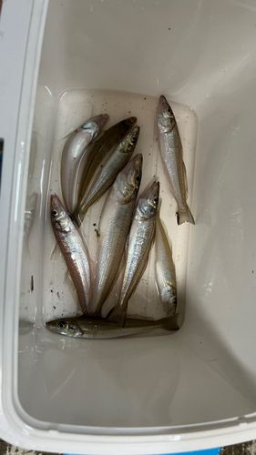 キスの釣果