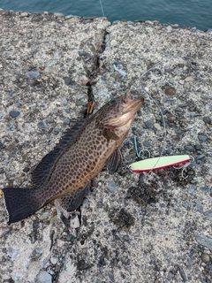 オオモンハタの釣果
