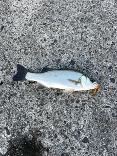 ネリゴの釣果