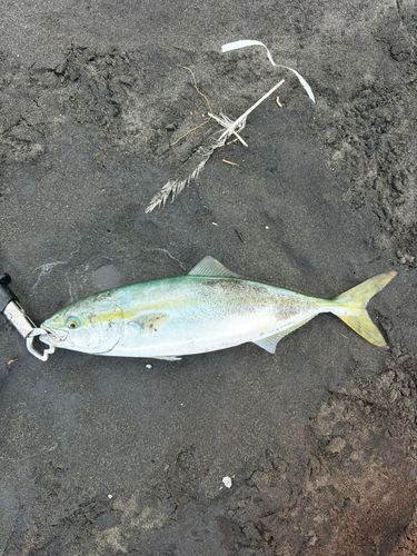 フクラギの釣果