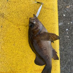 クロメバル