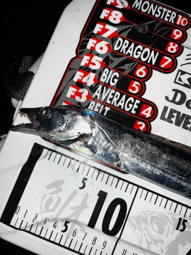 タチウオの釣果