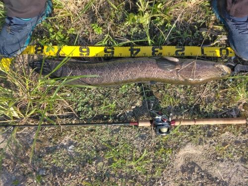 ライギョの釣果