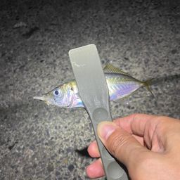 アジ