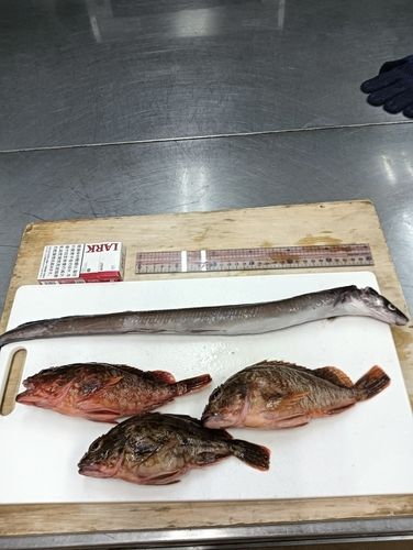 カサゴの釣果