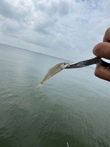 モツゴの釣果