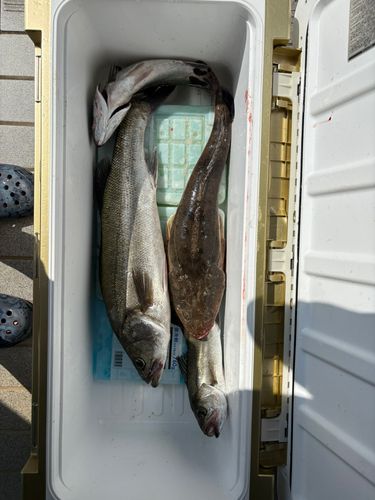 マゴチの釣果