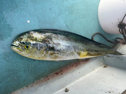 シイラの釣果