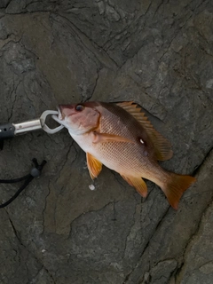 シブダイの釣果