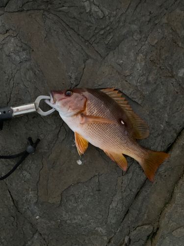 シブダイの釣果