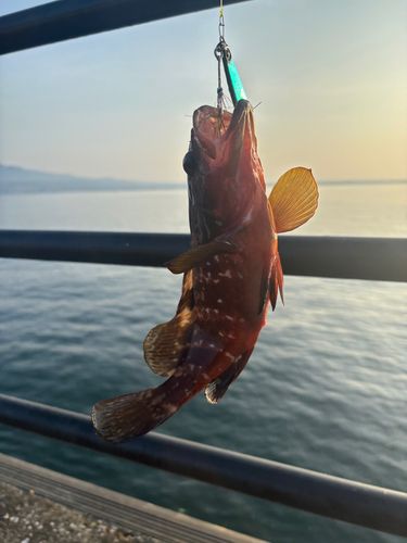 キジハタの釣果