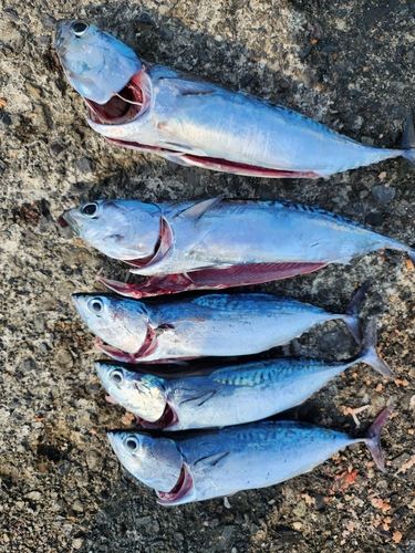 ソウダガツオの釣果