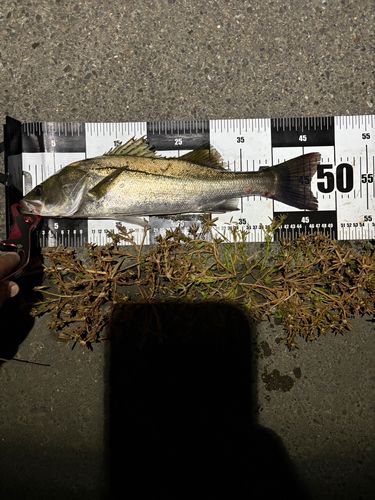 シーバスの釣果
