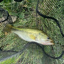 ラージマウスバス