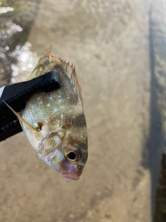 チャリコの釣果