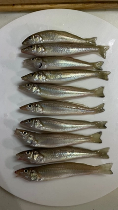 キスの釣果