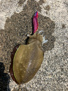 コウイカの釣果