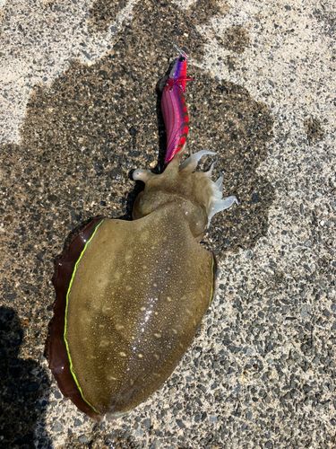 コウイカの釣果