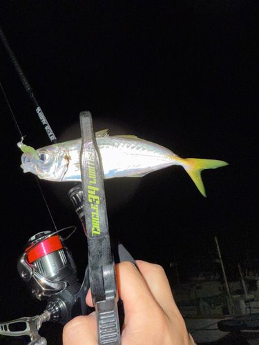 マアジの釣果