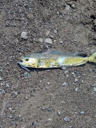 シイラの釣果