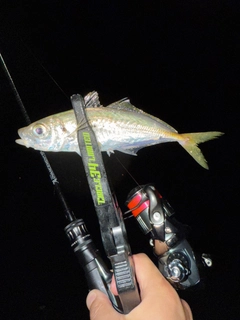 マアジの釣果