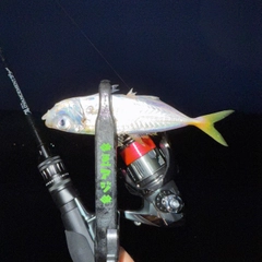 マアジの釣果