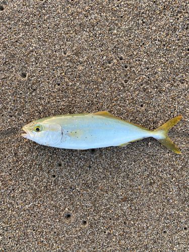 ワカシの釣果