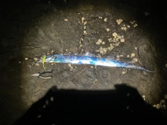 タチウオの釣果