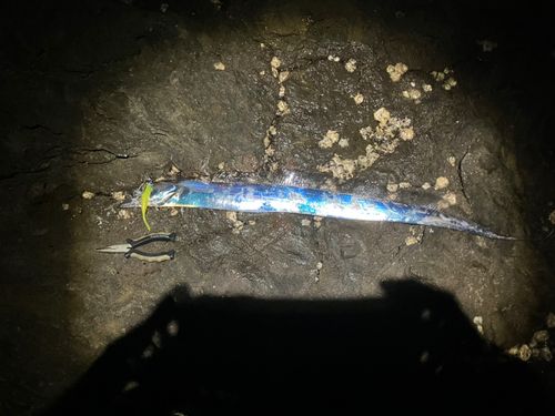 タチウオの釣果