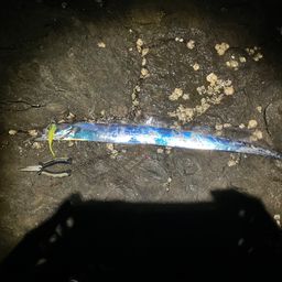 タチウオ