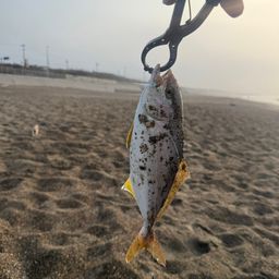ショゴ