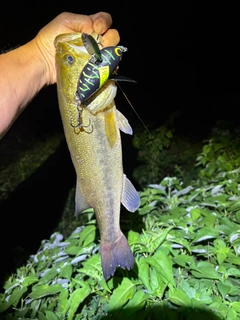 ラージマウスバスの釣果
