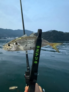マアジの釣果