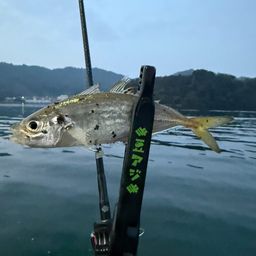 マアジ
