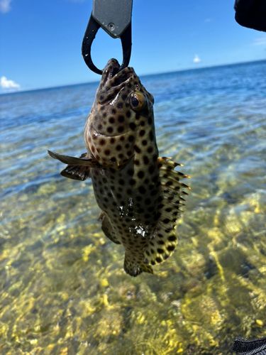 キビレハタの釣果