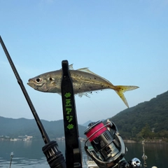 マアジの釣果