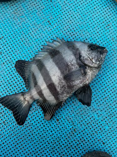 イシダイの釣果