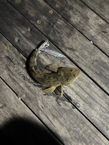 マゴチの釣果